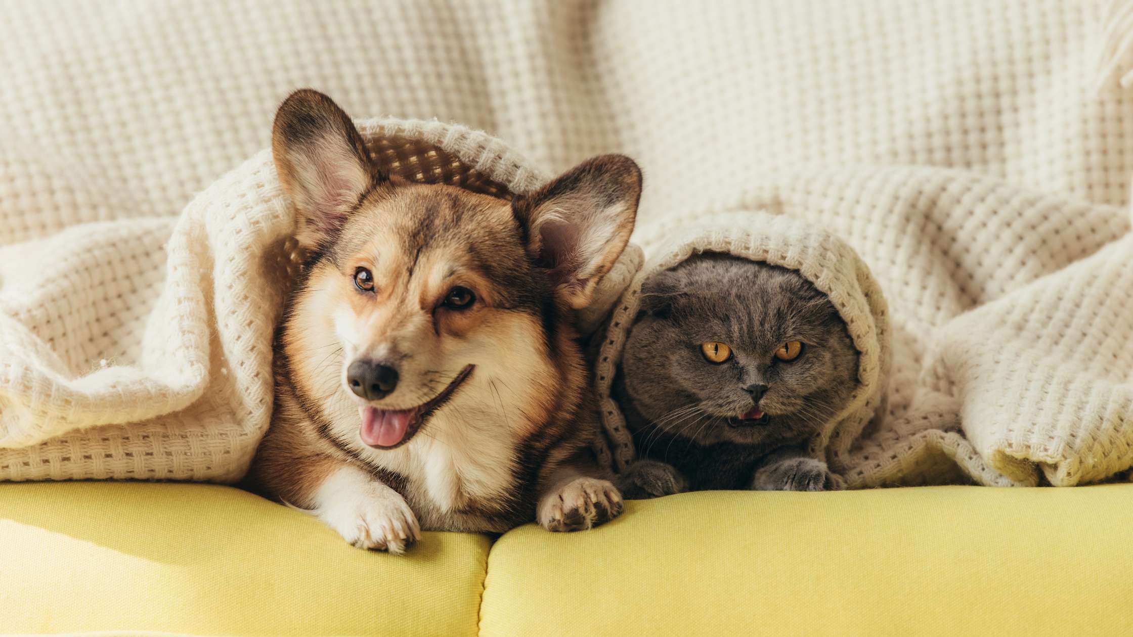 Paws and Sofas: A Guide to Protecting Your Furniture When You Have Pets